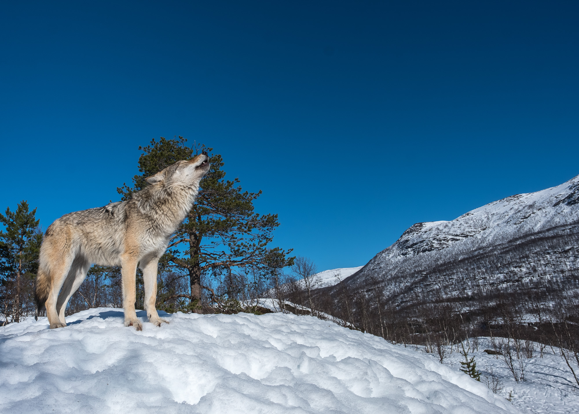 Polar Park Visit Tromso